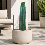 San Pedro Cactus | Trichocereus pachanoi