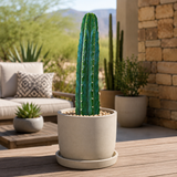 San Pedro Cactus | Trichocereus pachanoi