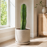 Senita Cactus