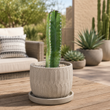 Senita Cactus