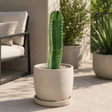 Senita Cactus