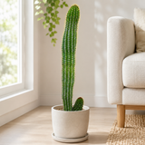 Organ Pipe Cactus