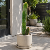 Organ Pipe Cactus