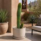Organ Pipe Cactus