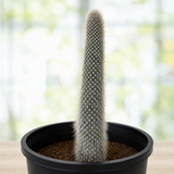Silver Torch Cactus