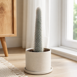 Silver Torch Cactus