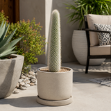 Silver Torch Cactus