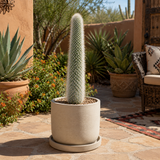 Silver Torch Cactus