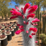 Silver Torch Cactus