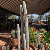 Silver Torch Cactus