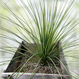 Mexican Grass Tree