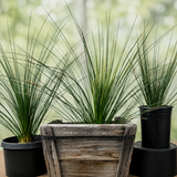 Mexican Grass Tree