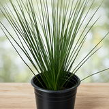 Mexican Grass Tree