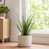 Mexican Grass Tree