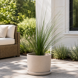 Mexican Grass Tree