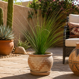 Mexican Grass Tree
