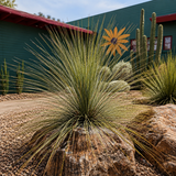 Mexican Grass Tree