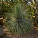 Mexican Grass Tree