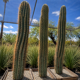 South American Saguaro