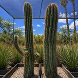 South American Saguaro