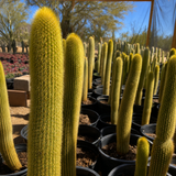 Golden Torch Cactus