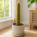Golden Torch Cactus