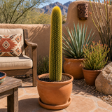 Golden Torch Cactus