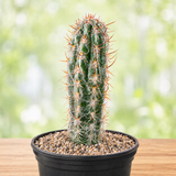 Old Man of the Andes Cactus