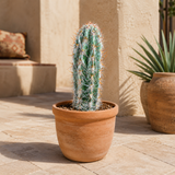 Old Man of the Andes Cactus