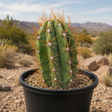 South American Saguaro