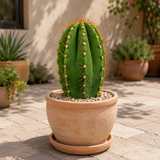 South American Saguaro
