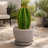 South American Saguaro