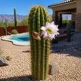 South American Saguaro