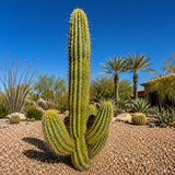 South American Saguaro