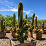 South American Saguaro