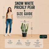 "Snow White" Prickly Pear