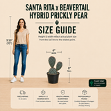 Santa Rita x Beavertail Hybrid