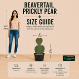 Beavertail Prickly Pear