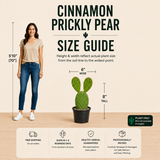 Cinnamon Prickly Pear