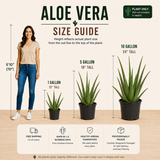 Aloe Barbadensis