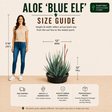 Aloe "Blue Elf"