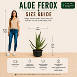 Aloe Ferox