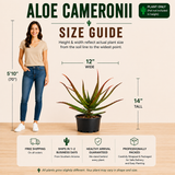 Aloe Cameronii