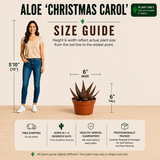 Aloe 'Christmas Carol'