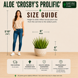 Aloe 'Crosby's Prolific'