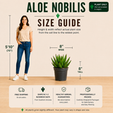 Aloe Nobilis