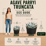 Agave Parryi Truncata