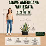 Agave Americana Variegata
