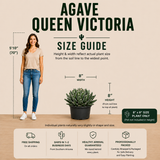 Queen Victoria Agave