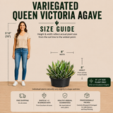 Variegated Queen Victoria Agave
